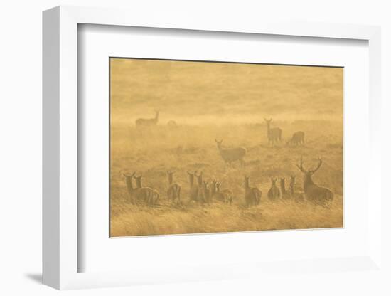 Red deer herd during rut in morning light. Derbyshire, UK-Paul Hobson-Framed Photographic Print