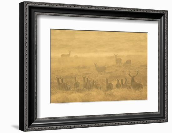 Red deer herd during rut in morning light. Derbyshire, UK-Paul Hobson-Framed Photographic Print