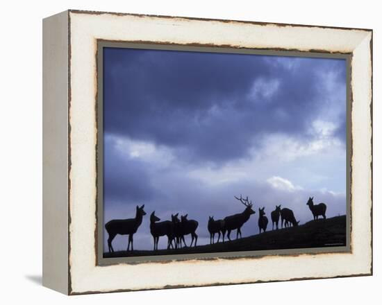 Red Deer Herd Silhouette at Dusk, Strathspey, Scotland, UK-Pete Cairns-Framed Premier Image Canvas