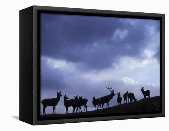 Red Deer Herd Silhouette at Dusk, Strathspey, Scotland, UK-Pete Cairns-Framed Premier Image Canvas
