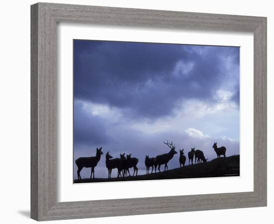 Red Deer Herd Silhouette at Dusk, Strathspey, Scotland, UK-Pete Cairns-Framed Photographic Print