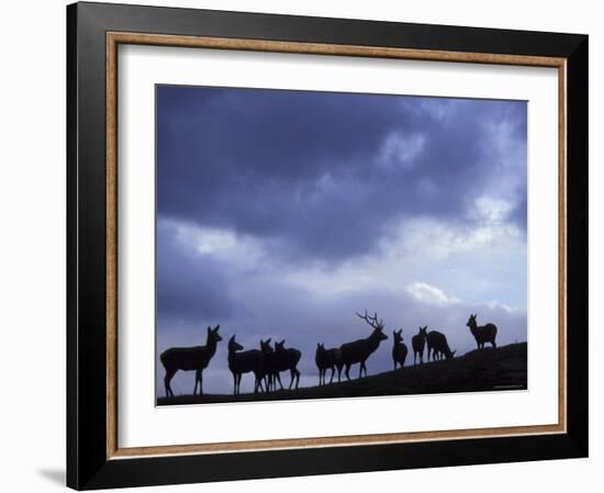 Red Deer Herd Silhouette at Dusk, Strathspey, Scotland, UK-Pete Cairns-Framed Photographic Print