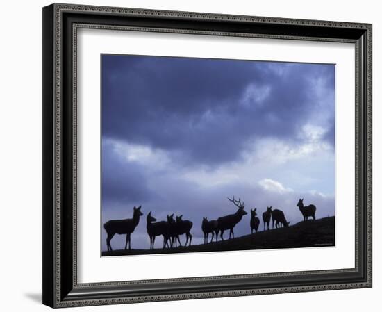 Red Deer Herd Silhouette at Dusk, Strathspey, Scotland, UK-Pete Cairns-Framed Photographic Print