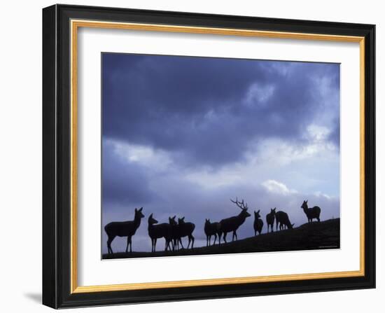 Red Deer Herd Silhouette at Dusk, Strathspey, Scotland, UK-Pete Cairns-Framed Photographic Print