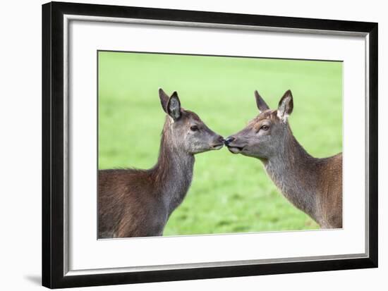 Red Deer Hind with Young (Cervus Elaphus), Arran, Scotland, United Kingdom, Europe-Ann and Steve Toon-Framed Photographic Print