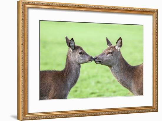 Red Deer Hind with Young (Cervus Elaphus), Arran, Scotland, United Kingdom, Europe-Ann and Steve Toon-Framed Photographic Print