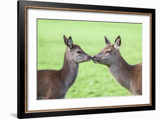 Red Deer Hind with Young (Cervus Elaphus), Arran, Scotland, United Kingdom, Europe-Ann and Steve Toon-Framed Photographic Print