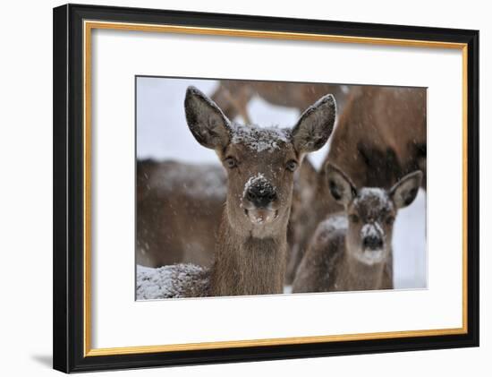 Red Deer, Hinds in Winter-Reiner Bernhardt-Framed Photographic Print