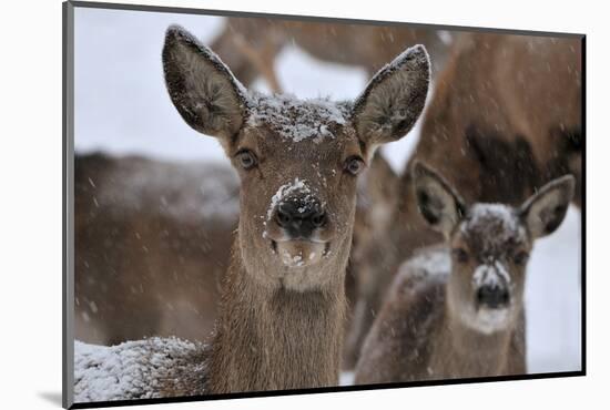 Red Deer, Hinds in Winter-Reiner Bernhardt-Mounted Photographic Print