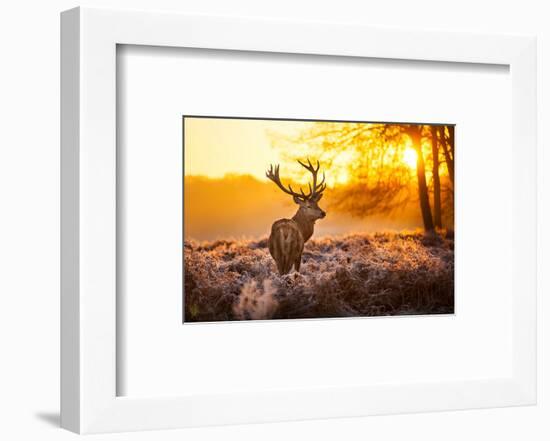 Red Deer in Morning Sun-null-Framed Art Print