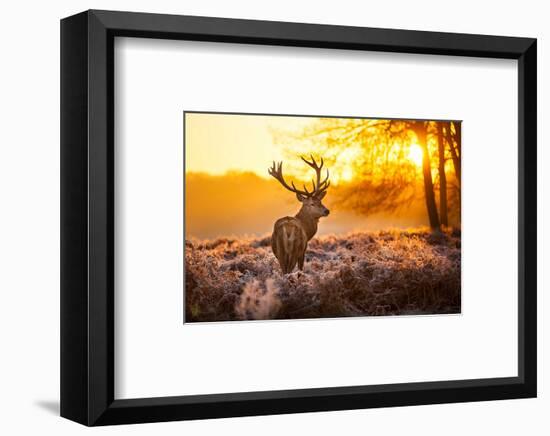 Red Deer in Morning Sun-null-Framed Art Print