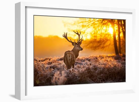 Red Deer in Morning Sun.-arturasker-Framed Photographic Print