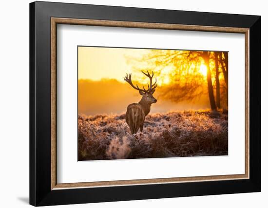 Red Deer in Morning Sun.-arturasker-Framed Photographic Print