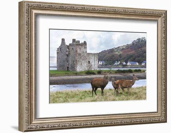 Red Deer, Lochranza, Isle of Arran, Scotland, United Kingdom, Europe-Ann and Steve Toon-Framed Photographic Print