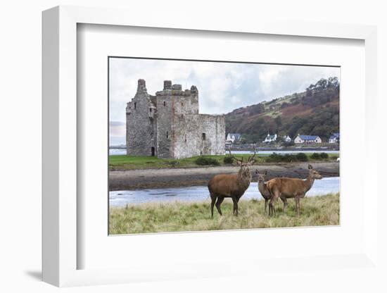 Red Deer, Lochranza, Isle of Arran, Scotland, United Kingdom, Europe-Ann and Steve Toon-Framed Photographic Print