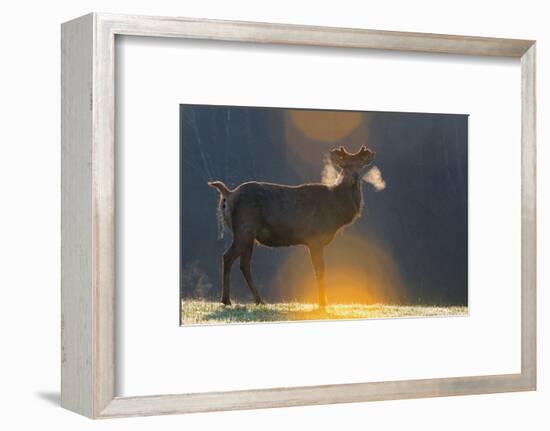 Red Deer, Red Deer in the Phloem Antlers-Reiner Bernhardt-Framed Photographic Print