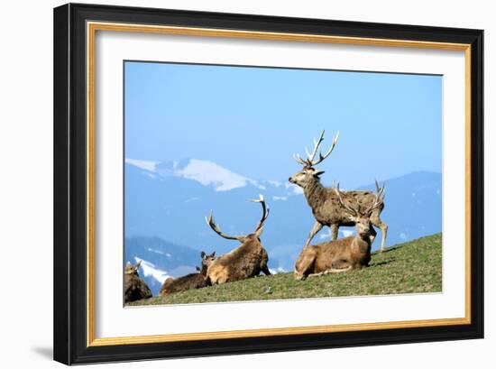 Red Deer, Red Deer-Reiner Bernhardt-Framed Photographic Print