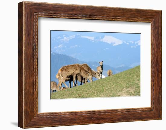 Red Deer, Red Deer-Reiner Bernhardt-Framed Photographic Print