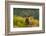 Red deer stag amongst ferns, Bradgate Park, Leicestershire-Danny Green-Framed Photographic Print