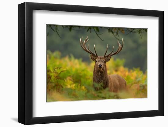 Red deer stag amongst ferns, Bradgate Park, Leicestershire-Danny Green-Framed Photographic Print