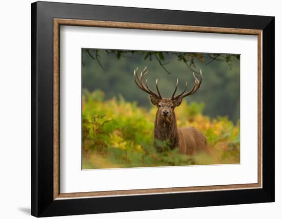 Red deer stag amongst ferns, Bradgate Park, Leicestershire-Danny Green-Framed Photographic Print