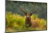 Red deer stag amongst ferns, Bradgate Park, Leicestershire-Danny Green-Mounted Photographic Print