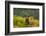 Red deer stag amongst ferns, Bradgate Park, Leicestershire-Danny Green-Framed Photographic Print