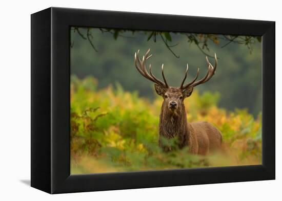 Red deer stag amongst ferns, Bradgate Park, Leicestershire-Danny Green-Framed Premier Image Canvas