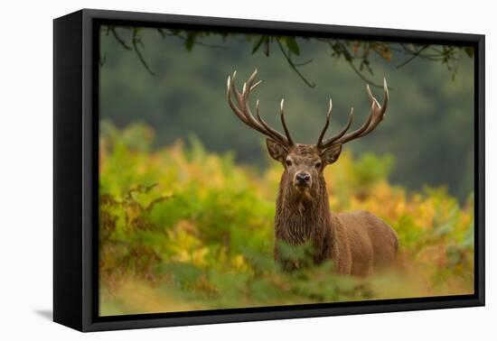 Red deer stag amongst ferns, Bradgate Park, Leicestershire-Danny Green-Framed Premier Image Canvas