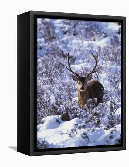 Red Deer Stag, Amongst Snow-Covered Birch Regeneration, Scotland, UK-Niall Benvie-Framed Premier Image Canvas