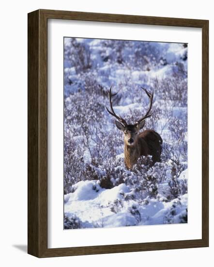 Red Deer Stag, Amongst Snow-Covered Birch Regeneration, Scotland, UK-Niall Benvie-Framed Photographic Print