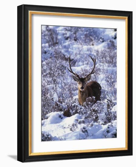 Red Deer Stag, Amongst Snow-Covered Birch Regeneration, Scotland, UK-Niall Benvie-Framed Photographic Print