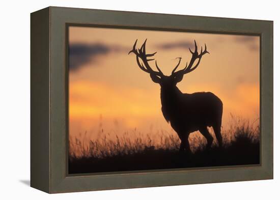 Red Deer Stag, Autumn Evening Sky-null-Framed Premier Image Canvas