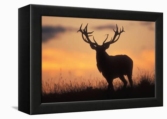 Red Deer Stag, Autumn Evening Sky-null-Framed Premier Image Canvas