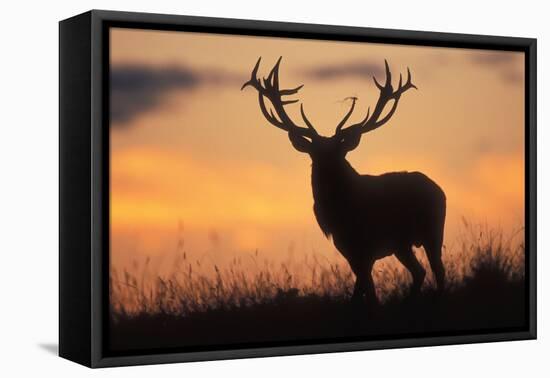 Red Deer Stag, Autumn Evening Sky-null-Framed Premier Image Canvas