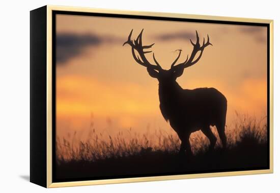 Red Deer Stag, Autumn Evening Sky-null-Framed Premier Image Canvas