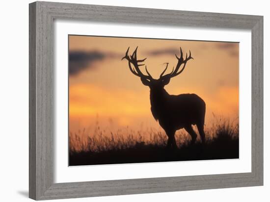 Red Deer Stag, Autumn Evening Sky-null-Framed Photographic Print