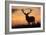 Red Deer Stag, Autumn Evening Sky-null-Framed Photographic Print