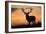 Red Deer Stag, Autumn Evening Sky-null-Framed Photographic Print