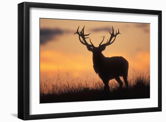 Red Deer Stag, Autumn Evening Sky-null-Framed Photographic Print