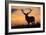 Red Deer Stag, Autumn Evening Sky-null-Framed Photographic Print