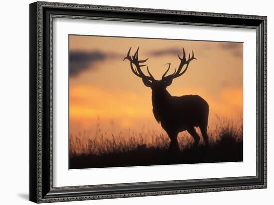 Red Deer Stag, Autumn Evening Sky-null-Framed Photographic Print