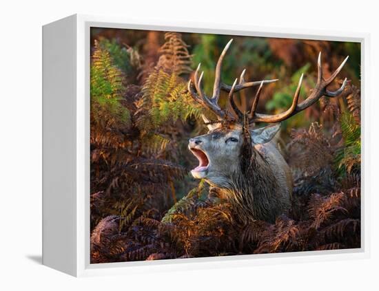 Red deer stag bellowing amongst bracken, UK-Tony Heald-Framed Premier Image Canvas