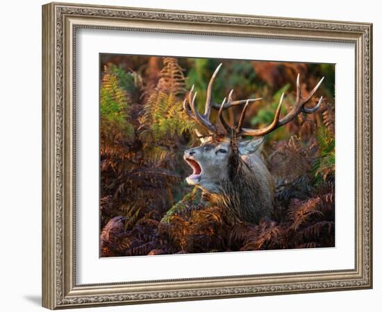 Red deer stag bellowing amongst bracken, UK-Tony Heald-Framed Photographic Print