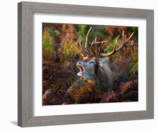 Red deer stag bellowing amongst bracken, UK-Tony Heald-Framed Photographic Print