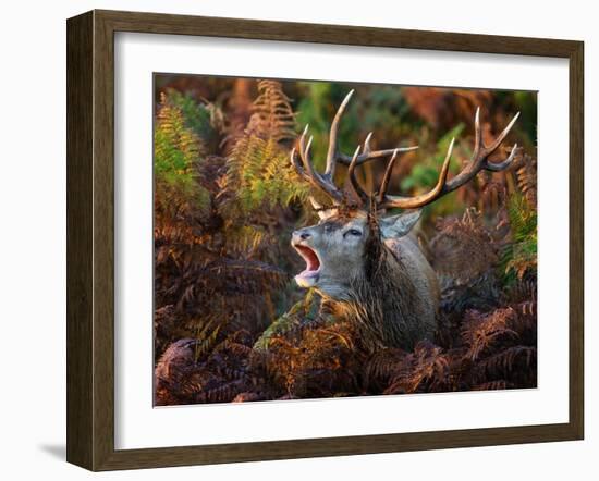 Red deer stag bellowing amongst bracken, UK-Tony Heald-Framed Photographic Print