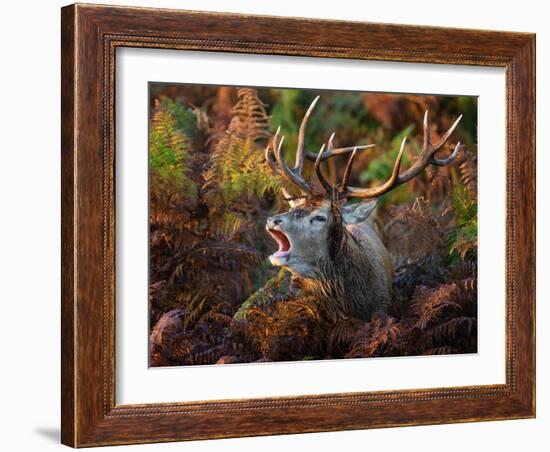 Red deer stag bellowing amongst bracken, UK-Tony Heald-Framed Photographic Print