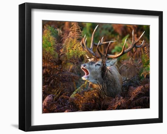 Red deer stag bellowing amongst bracken, UK-Tony Heald-Framed Photographic Print