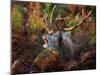 Red deer stag bellowing amongst bracken, UK-Tony Heald-Mounted Photographic Print
