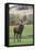 Red Deer Stag (Cervus Elaphus), Arran, Scotland, United Kingdom, Europe-Ann and Steve Toon-Framed Premier Image Canvas
